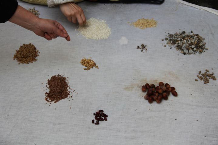 Two different hands can be seen sorting seeds, rice, stones nuts and other objects into different piles.