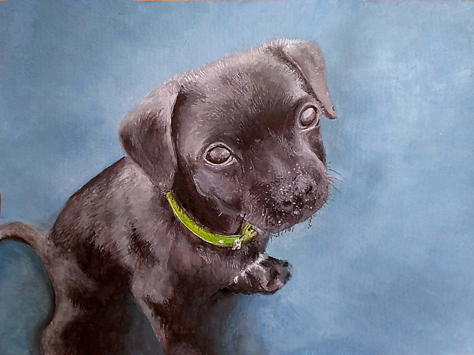 A black little dog with a blue blackground.
